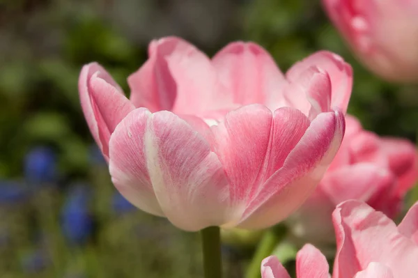 Tulipes Fleurs Pétales Flore Printanière — Photo