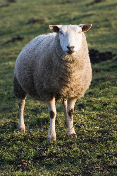 Als Landbouwhuisdier Gehouden Schapen Grasland — Stockfoto