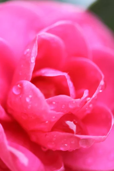Камелія Цвіте Пелюстки Квітів — стокове фото