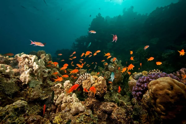 Mélykék Óceán Víz Alatt Tengeri Élet — Stock Fotó