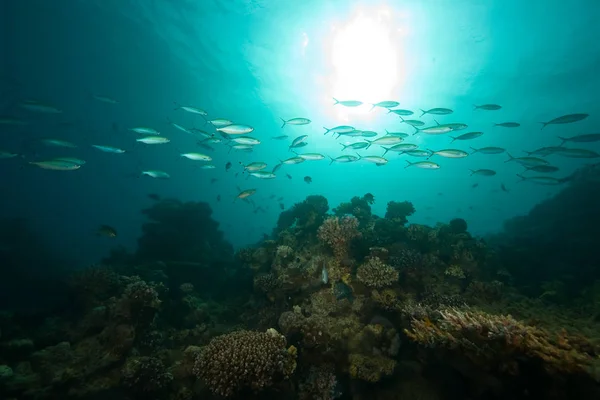 Océan Bleu Profond Vie Sous Marine — Photo