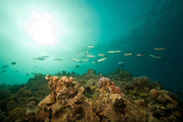 Océan Bleu Profond Vie Sous Marine — Photo