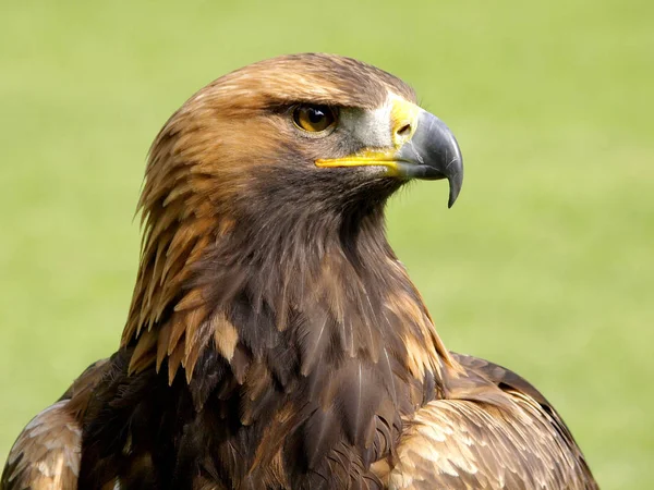 Photo Taken Bird Prey — Stock Photo, Image