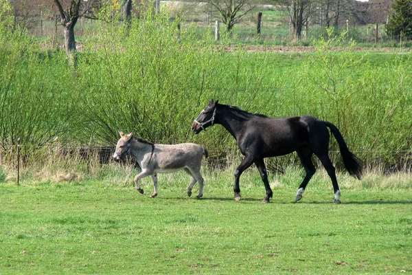 Pferd Und Esel Auf Der Weide — Stockfoto