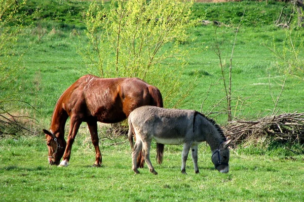 Pferd Und Esel Auf Der Weide — Stockfoto