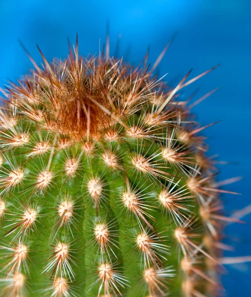 Tropische Groene Plant Sappige Cactussen — Stockfoto