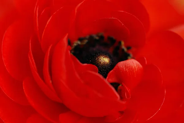 Dama Czerwieni Czerwony Ranunculus — Zdjęcie stockowe