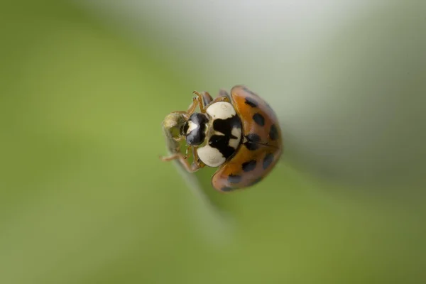 Close Bekijken Van Schattig Lieveheersbeestje — Stockfoto