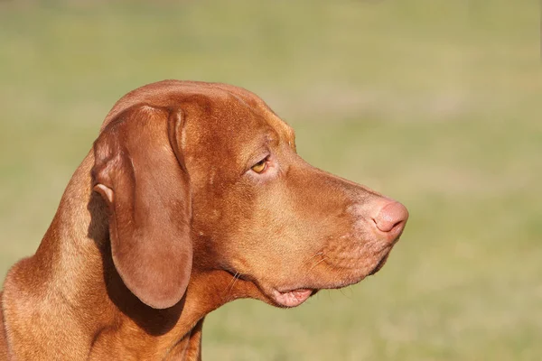 Porträtt Söt Hund — Stockfoto