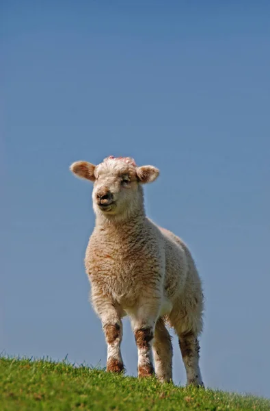 Landschaftlicher Blick Auf Die Landwirtschaft Selektiver Fokus — Stockfoto