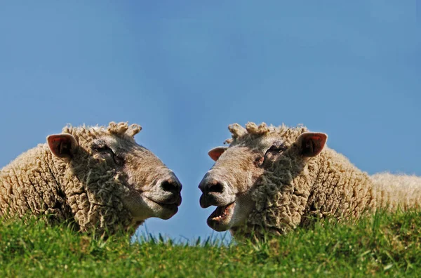 Landschappelijke Kijk Landbouw Selectieve Focus — Stockfoto