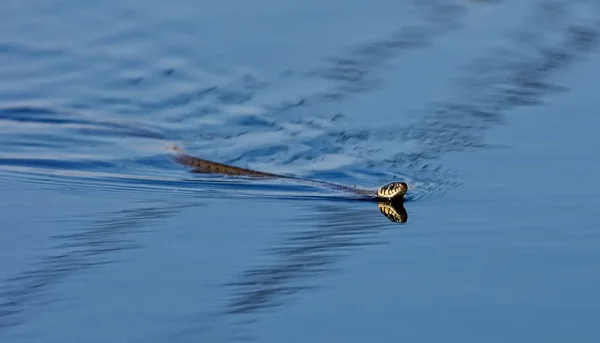 Scenic View Majestic Dangerous Snake — Stock Photo, Image