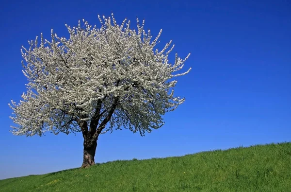 Körsbärsblomma Blommor Trädgrenar Våren — Stockfoto