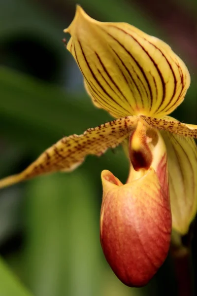 Vacker Botanisk Skott Naturliga Tapeter — Stockfoto