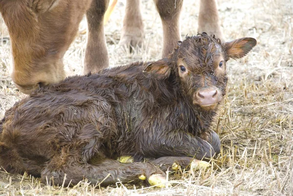 Animales Jóvenes Enfoque Selectivo — Foto de Stock