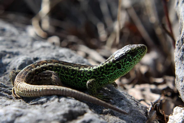 Lagarto Reptil Tropical — Foto de Stock