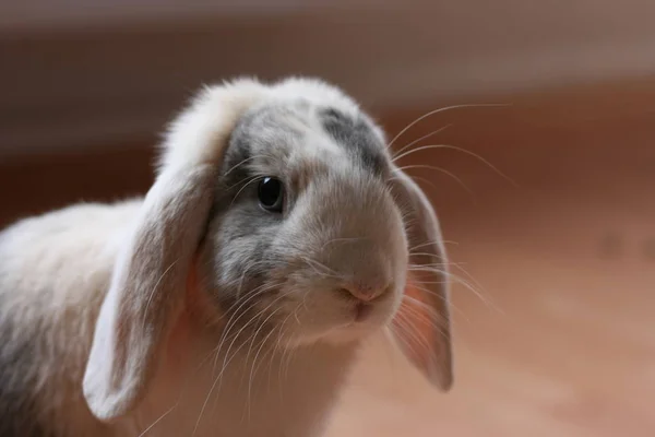 Rabbit Drooping Ears — Stock Photo, Image