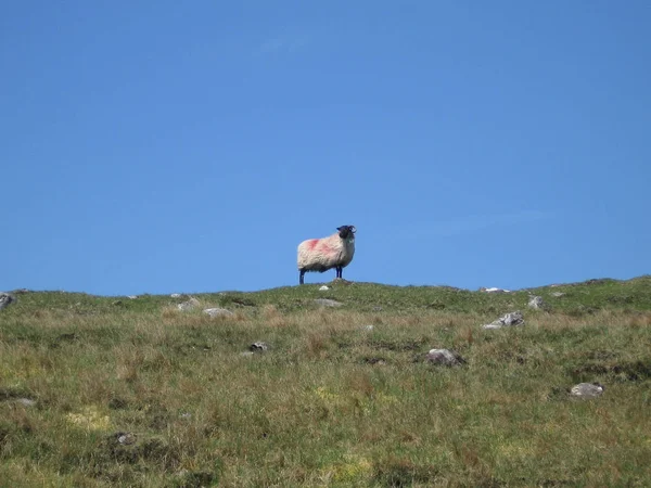 Blick Auf Landschaft Irland — Stockfoto