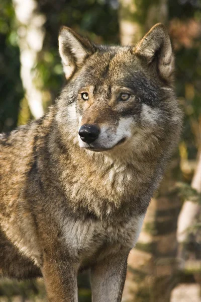 Grijze Wolf Tussen Berkenbomen — Stockfoto