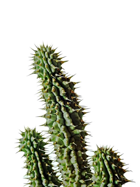 Dieet Hoodia Gordonii Cactus — Stockfoto