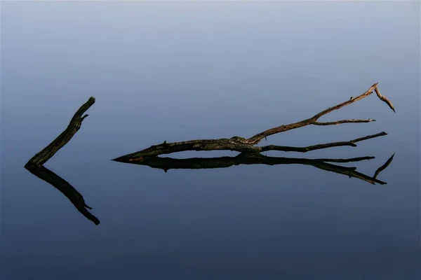 Árbol Muerto Suelo — Foto de Stock