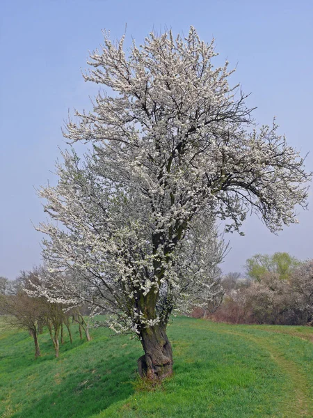 Árvore Favorita Abril — Fotografia de Stock