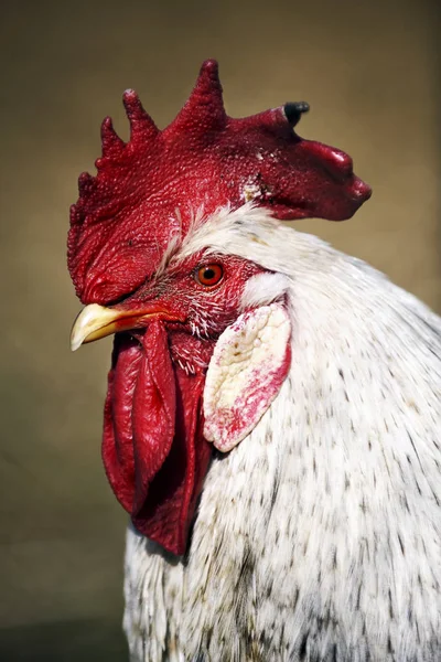 Schilderachtig Uitzicht Prachtige Vogel Natuur — Stockfoto