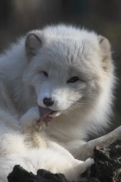 Zorro Polar Esponjoso Blanco — Foto de Stock