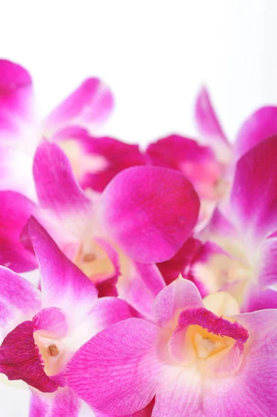 Pembe Orkide Çiçek Yaprakları — Stok fotoğraf