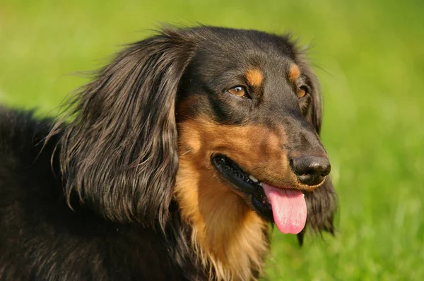 Porträtt Söt Hund — Stockfoto