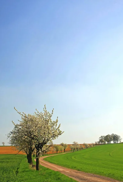 Frühlingsflora Kirschblüte Blumen Blühen — Stockfoto