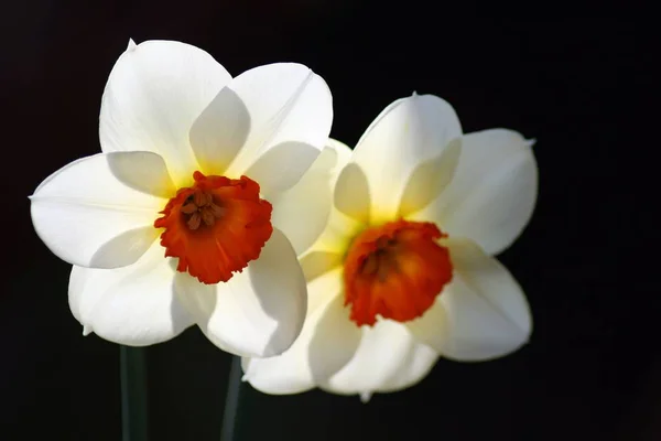 Narcisse Pétales Fleurs Printemps Flore — Photo