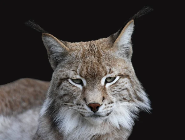 Lince Salvaje Animal Naturaleza Grande Gato —  Fotos de Stock