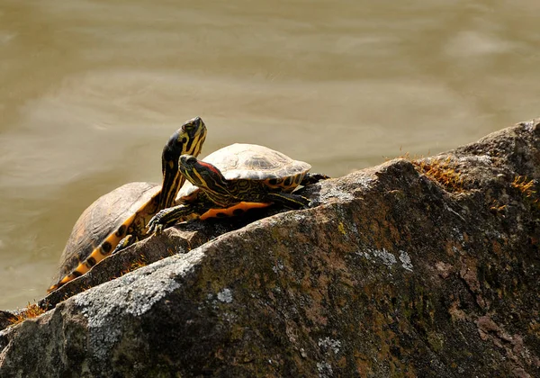 Scena Della Fauna Selvatica Bella Natura — Foto Stock