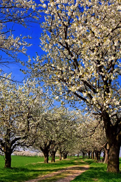 Vårkörsbärsträd Blommor Blomma — Stockfoto