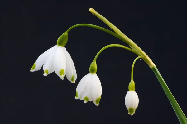 Vue Rapprochée Belles Fleurs Fleurs — Photo