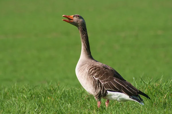 Scenic View Goose Bird Nature — Stock Photo, Image