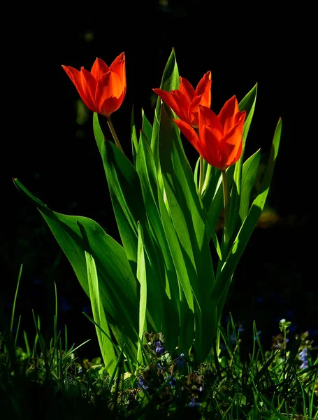 Tulipes Rouges Fleurs Pétales Flore Printanière — Photo