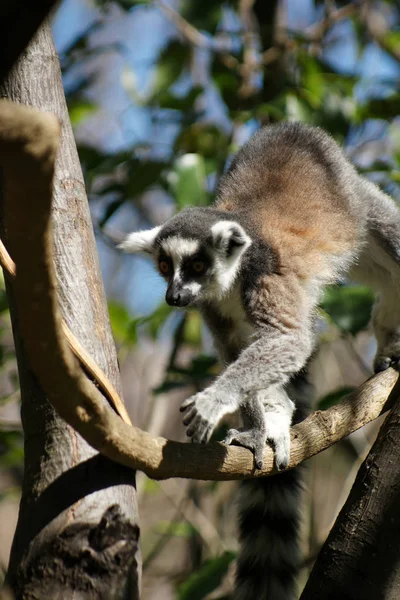 Ringstaartmaki Dier Flora Fauna — Stockfoto