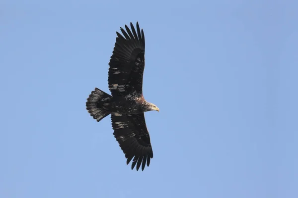 Águia Careca Haliaeetus Leucocephalus — Fotografia de Stock