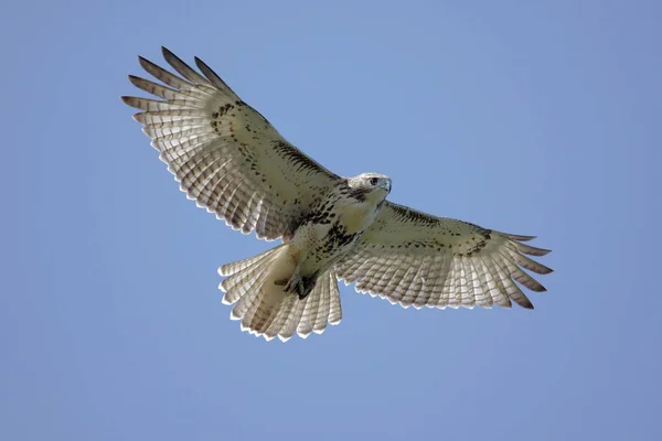 Vista Panorámica Hermoso Pájaro Naturaleza — Foto de Stock