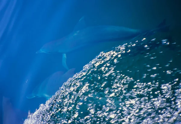 Golfinhos Baía Watamu Kenya — Fotografia de Stock