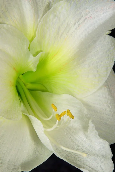 Amaryllis Preto Amaryllis Preto — Fotografia de Stock