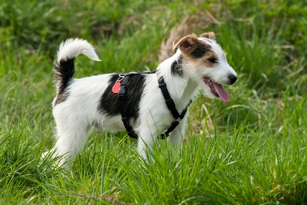 Parson Jack Russell Puppy — Stock Photo, Image
