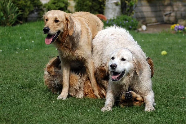 Visão Cênica Cão Cachorrinho Bonito — Fotografia de Stock