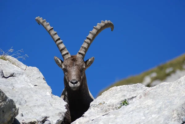 Různá Zvířata Selektivní Zaměření — Stock fotografie