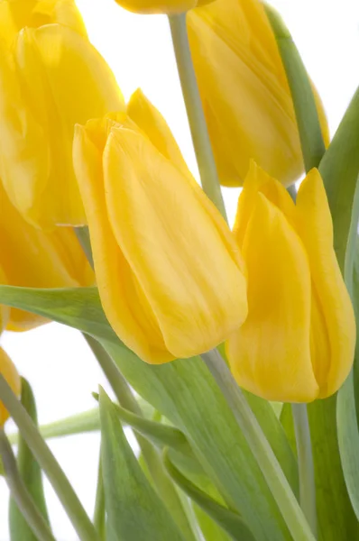 Lente Tulpen Bloemen Flora — Stockfoto