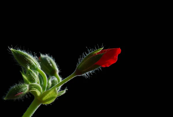 Hermoso Plano Botánico Fondo Pantalla Natural — Foto de Stock