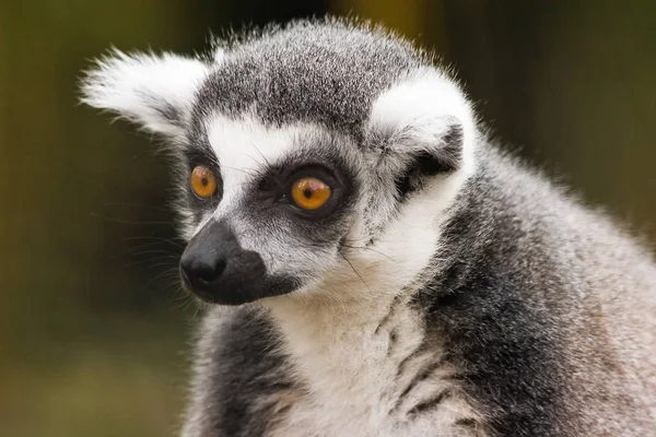 Porträtt Ringsvansad Lemur — Stockfoto