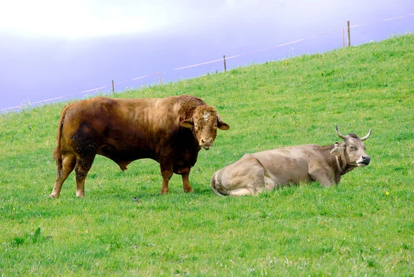 Vacas Paisaje Natural Enfoque Selectivo — Foto de Stock